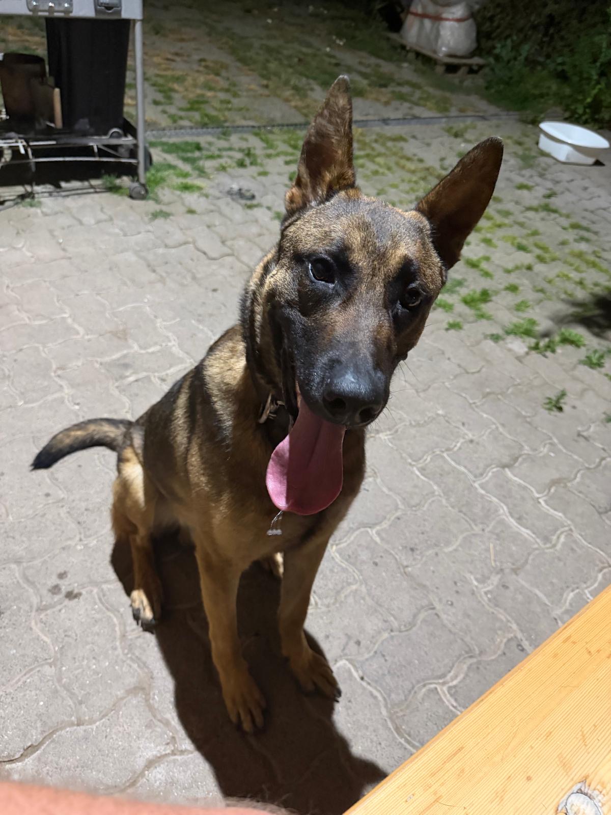 K9 Pepper